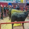 Cattle Show and Sale (16)